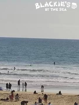 Blackies surfline deals